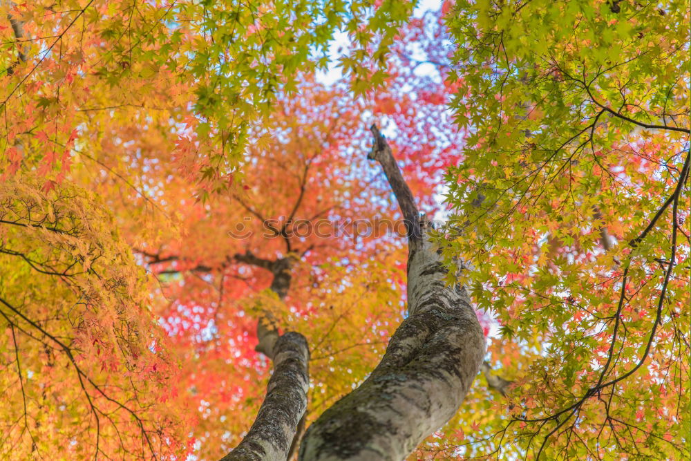 Similar – Image, Stock Photo Stones overgrown with green moss lie in the bed of the Ilse, the leaves of the slowly autumnal coloring trees are reflected in the water