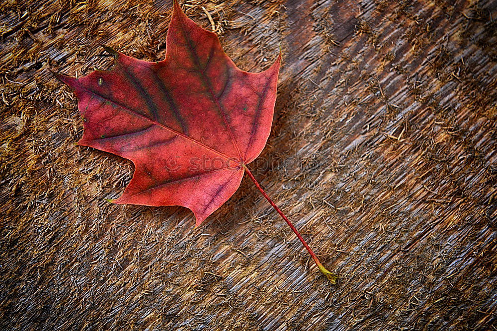 Similar – Ice Koi Nature Autumn