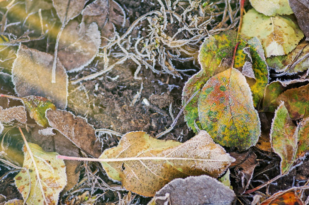 Similar – ::SCHLUSS MIT HERBST::