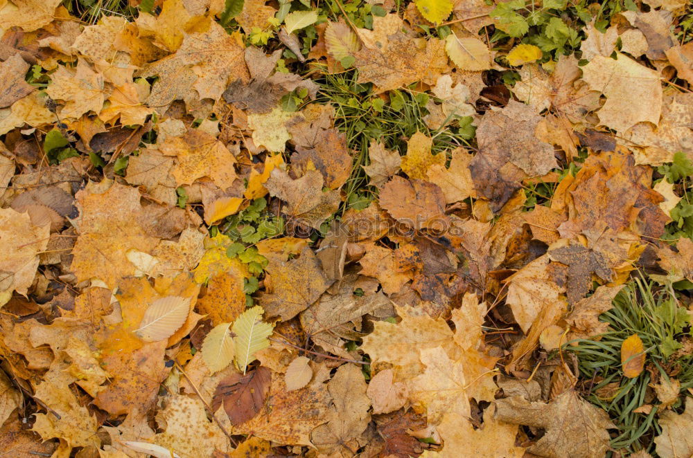 Similar – Image, Stock Photo autumn restriction zone