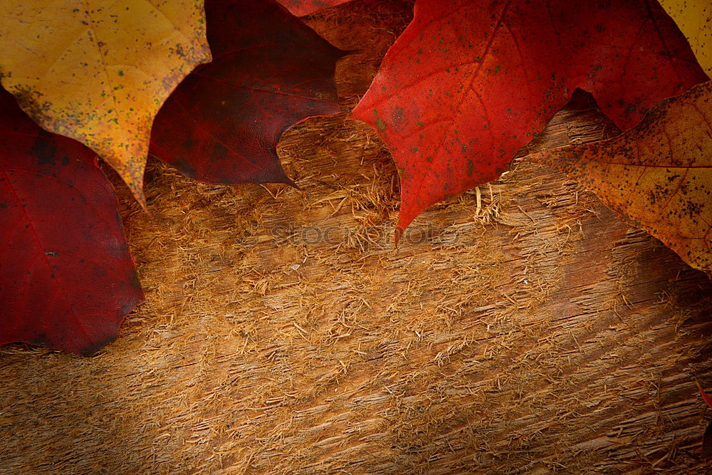 Similar – Image, Stock Photo the fantastic four Nature