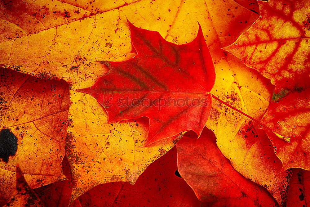 Similar – Image, Stock Photo #AS# Autumn Three Art