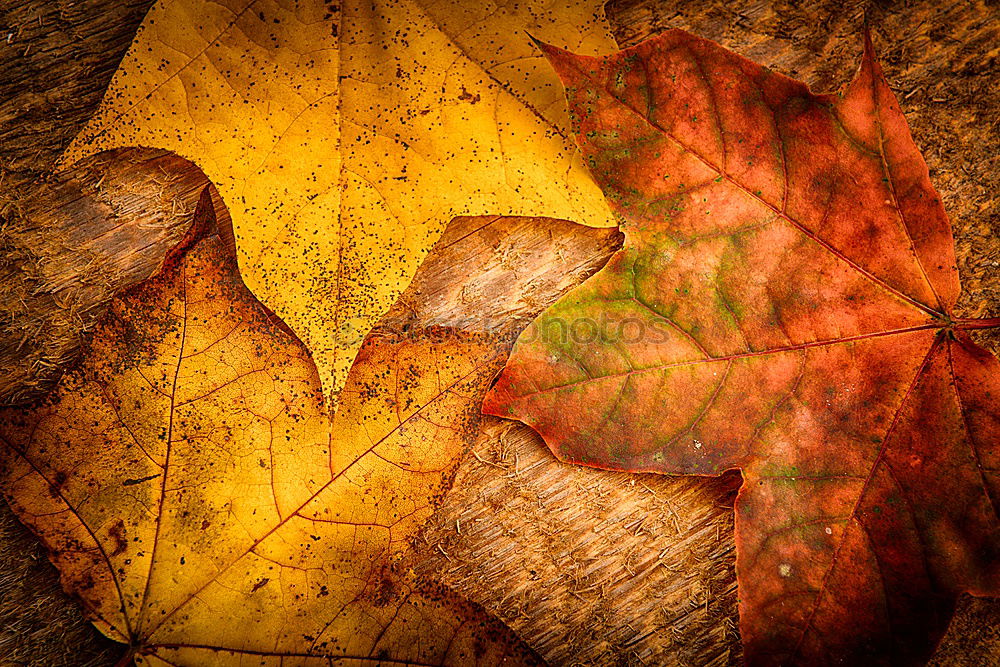 Similar – Autumn atmosphere on the garden table