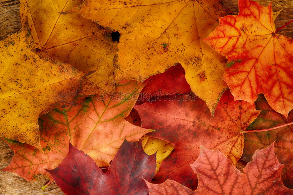 Similar – Golden Autumn Leaf