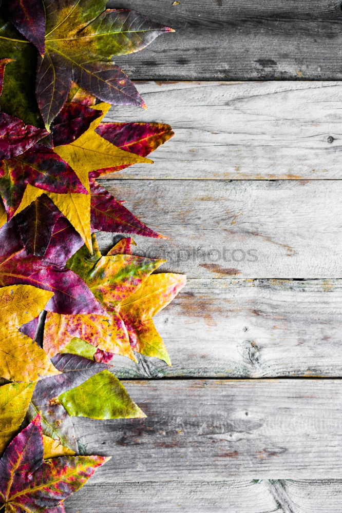 Similar – Autumn still life with pumpkins and autumn leaves