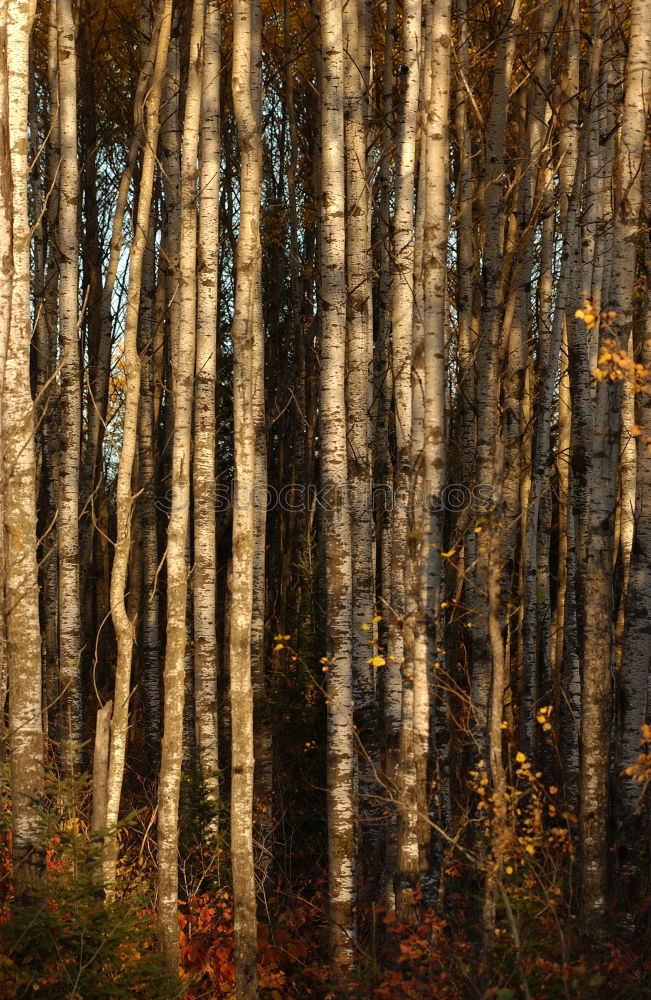 Similar – Image, Stock Photo westerly winds Environment