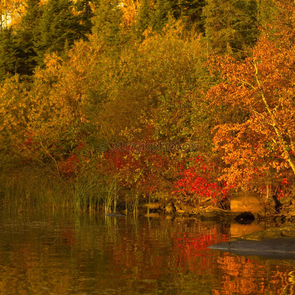 Similar – Image, Stock Photo swan lake Trip Nature