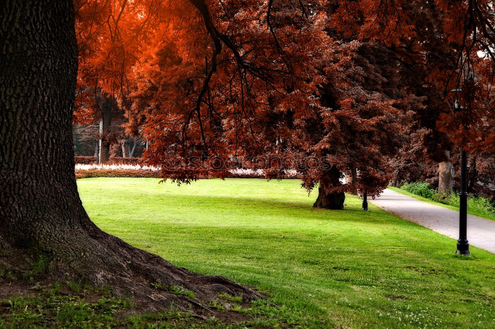 Similar – Red Trees Nacht Baum