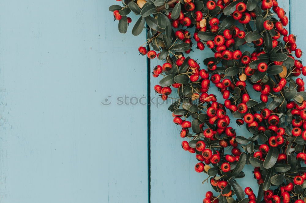 Similar – Wallflower. Fruit