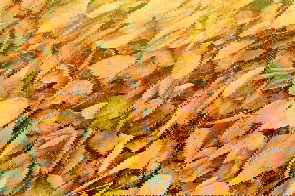 Similar – Image, Stock Photo #AS# *NEWS* Autumn on the ground!
