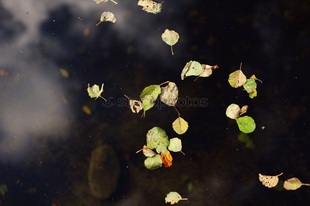 Similar – Image, Stock Photo from the willgrass, the marsh and its guilt