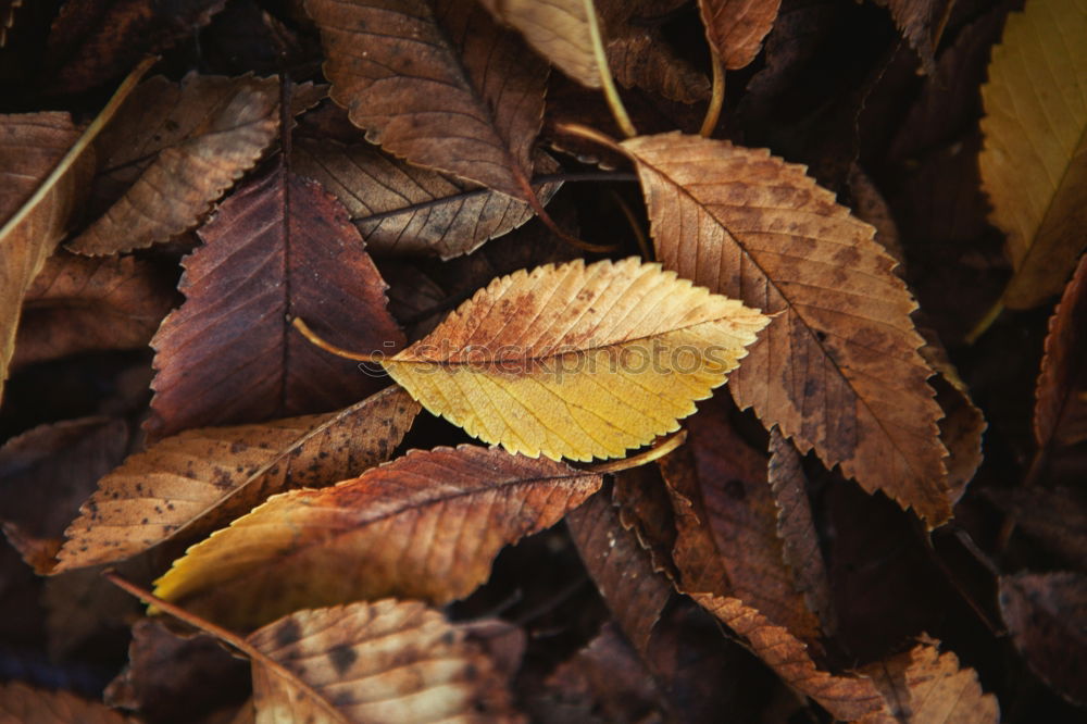 Similar – Image, Stock Photo Autumn colors. Fallen leaves of trees