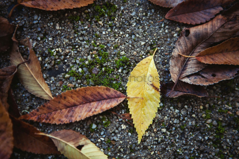 Similar – Kreisel Herbst Wetter