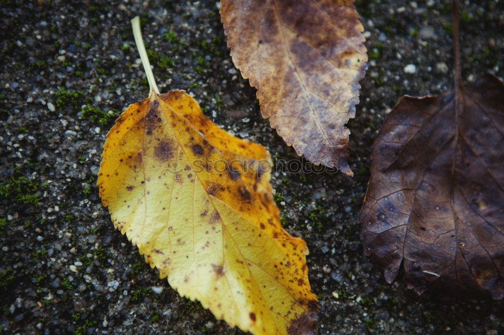 Similar – autumn Autumn leaves Leaf