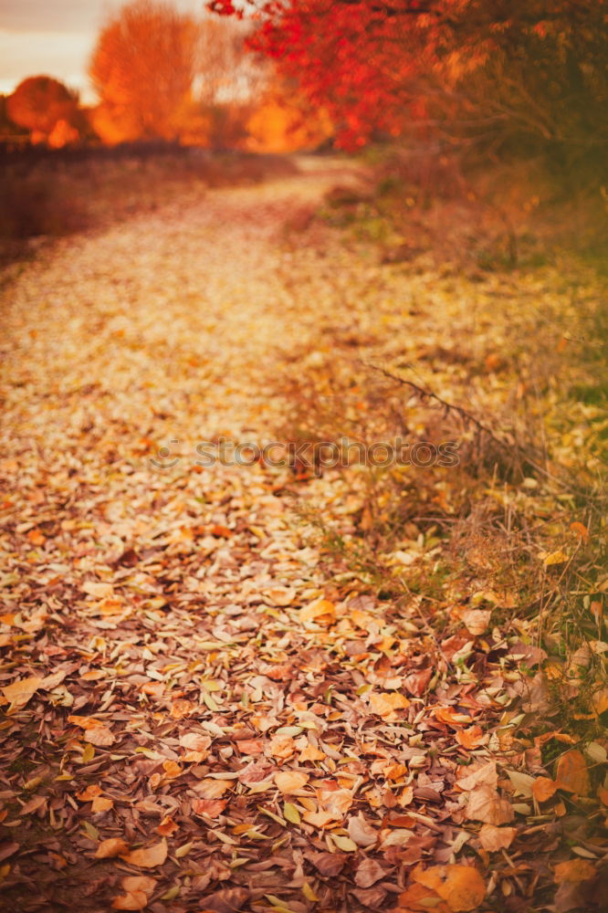 Similar – Image, Stock Photo Autumn nature background with colorful foliage