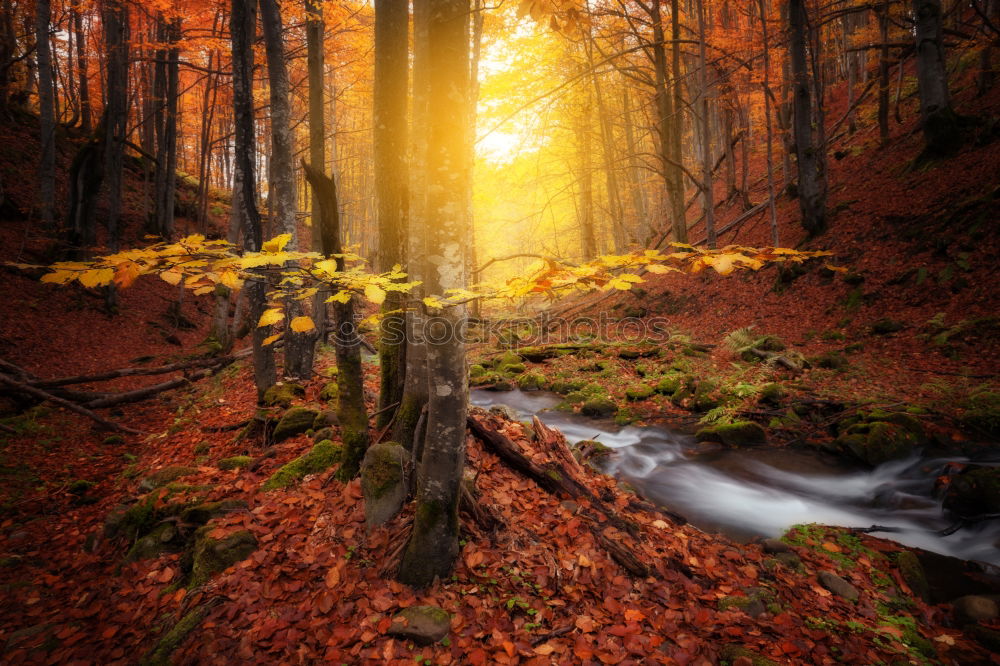 Similar – Image, Stock Photo Autumn and lake in the ball