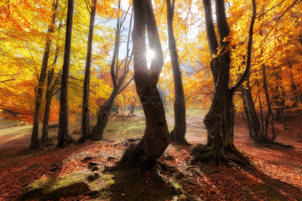 Similar – Image, Stock Photo autumn trunk Autumn Tree