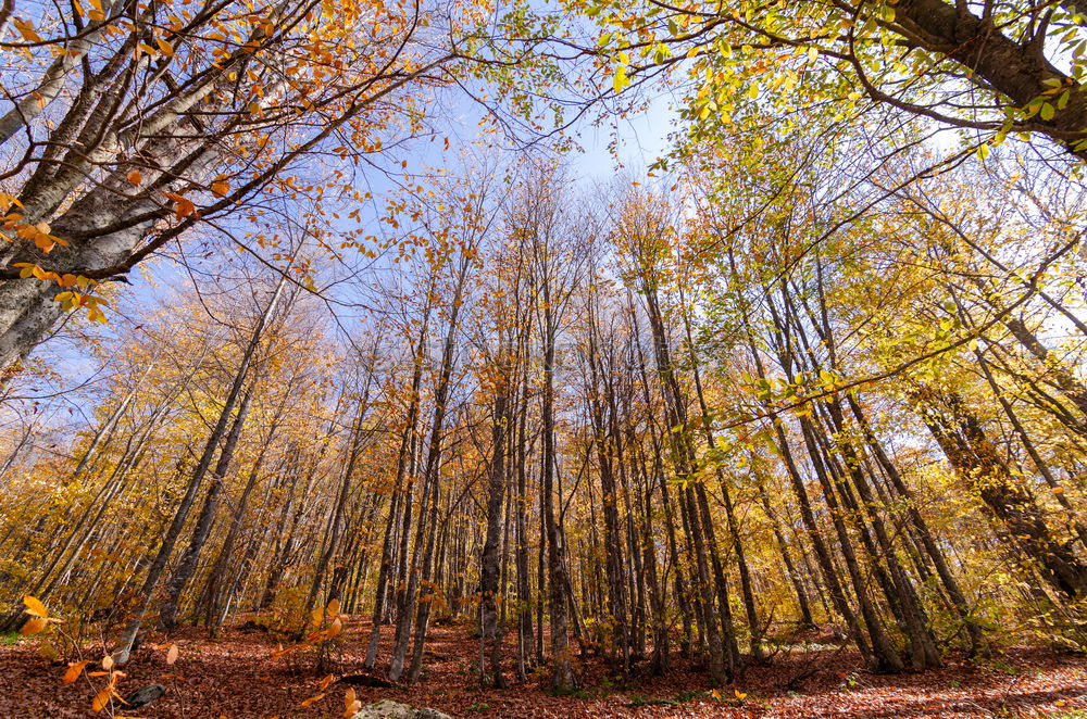 Similar – Foto Bild Herbstwald Wald Baum