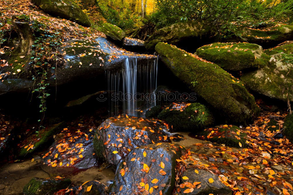 Similar – Image, Stock Photo autumn niche Nature Plant