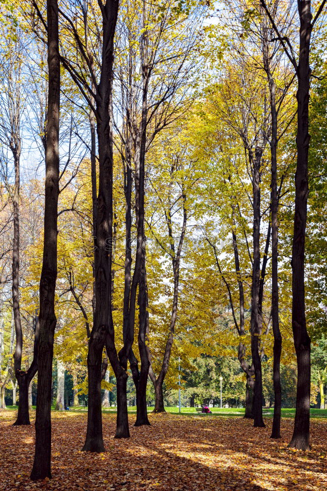 Similar – Image, Stock Photo Relax Environment Nature