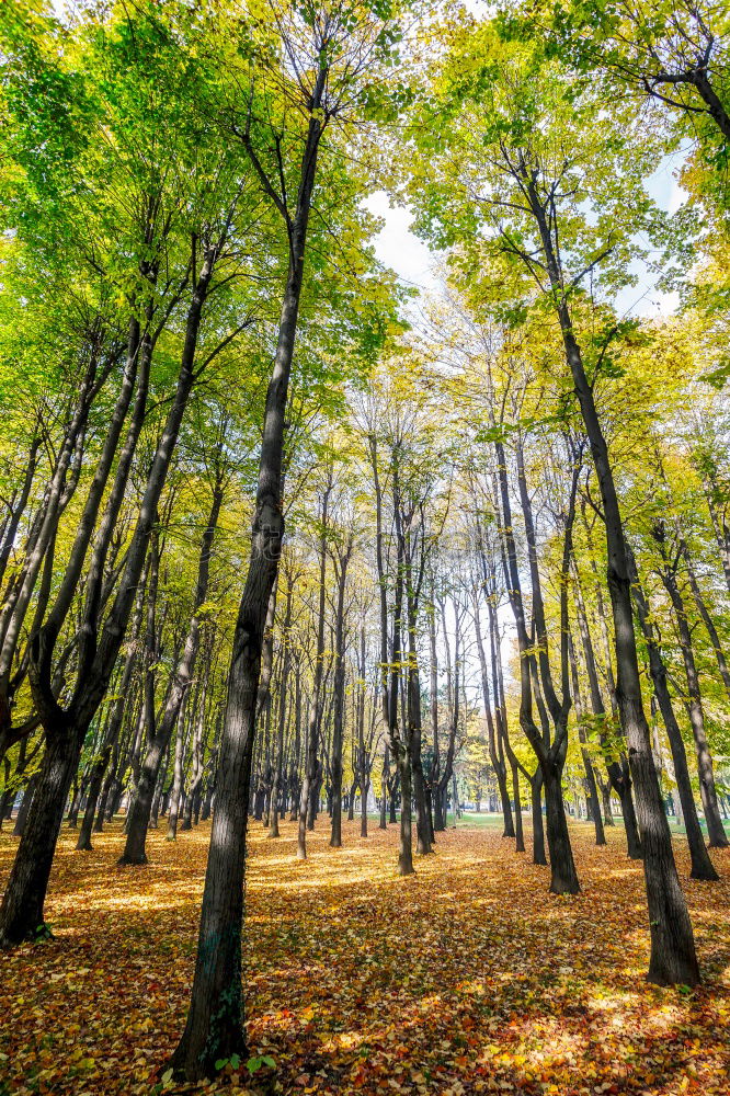 Similar – Herbstwald Umwelt Natur