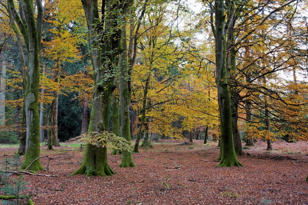 Similar – Ghost forest Nienhagen in autumn