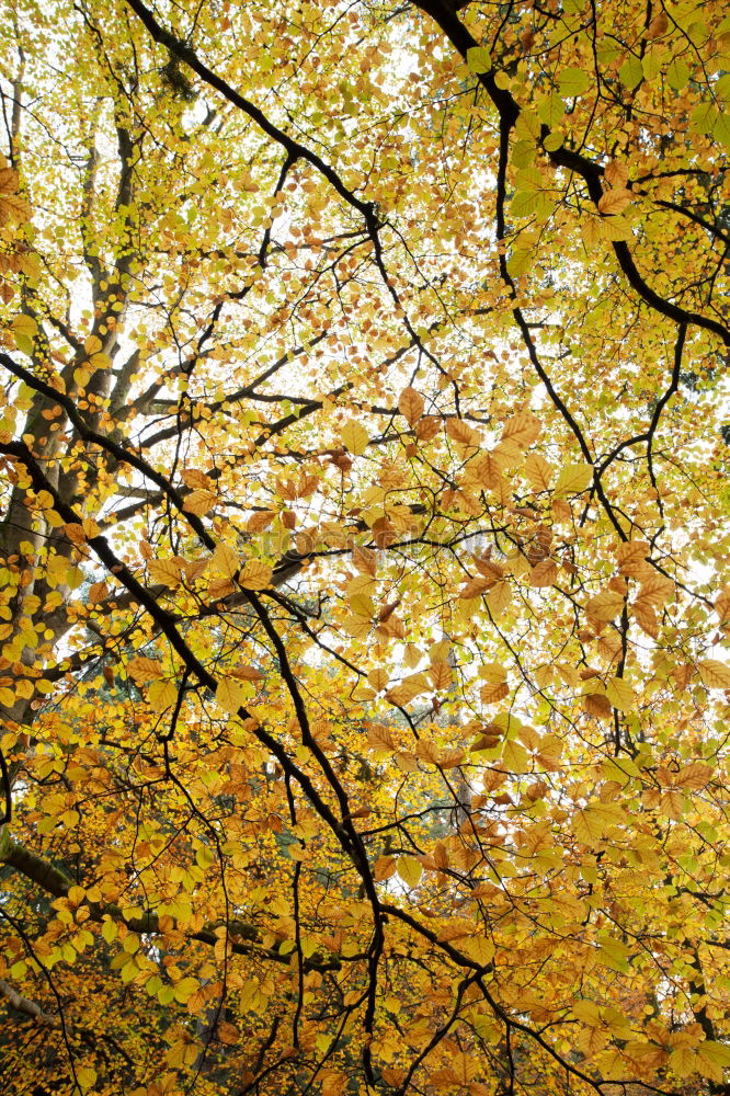 Similar – You know, I’ve got a leafy roof over my head.