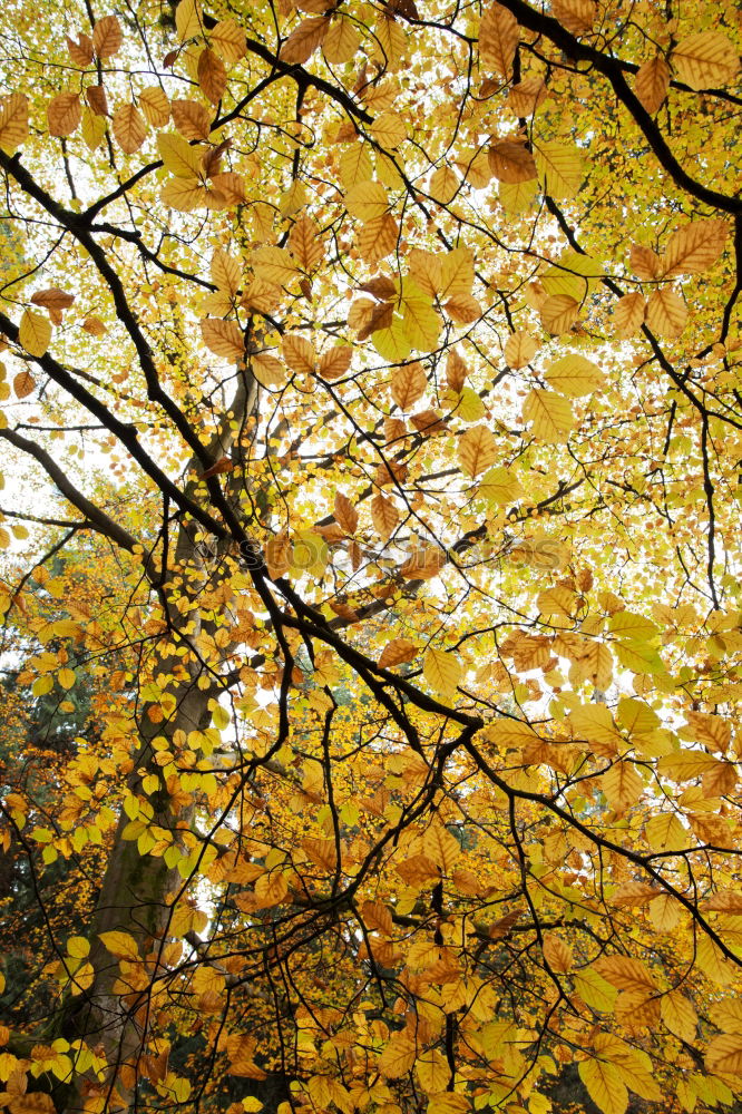 Similar – Image, Stock Photo Trees in autumn Wellness