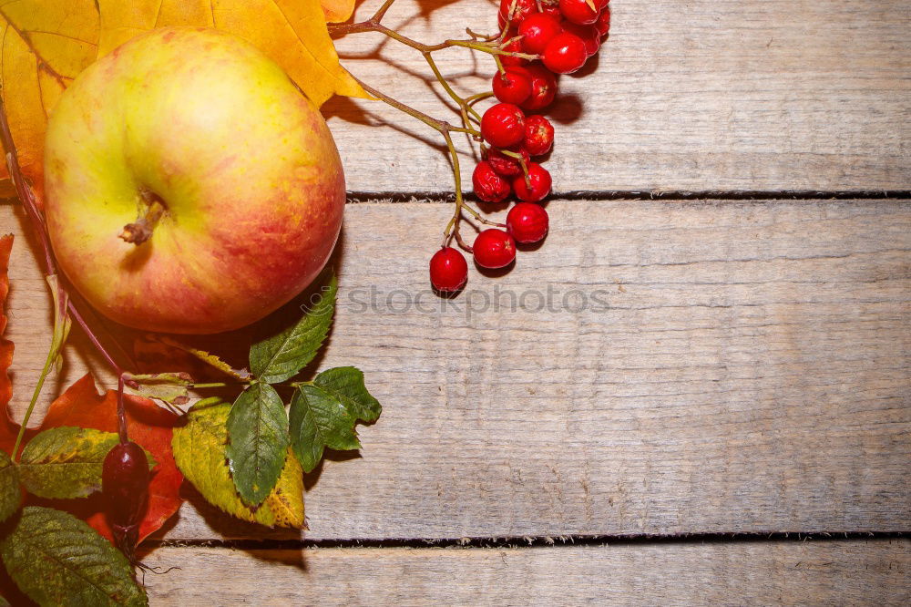 Similar – Colourful autumn leaves on dark wood