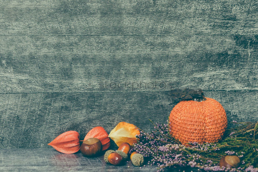 Similar – Image, Stock Photo Domestic Still Life with Cat and Pumpkins at the Window