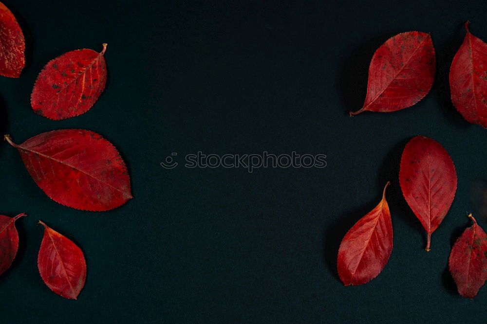 Similar – Red autumn leaves Still life