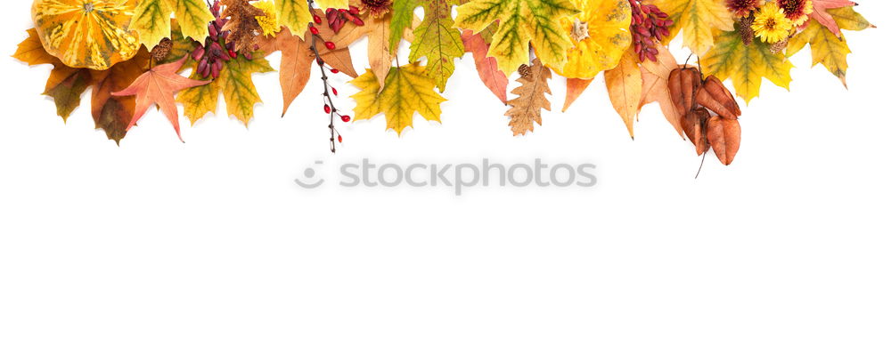 Similar – Image, Stock Photo Maple leaves in winter