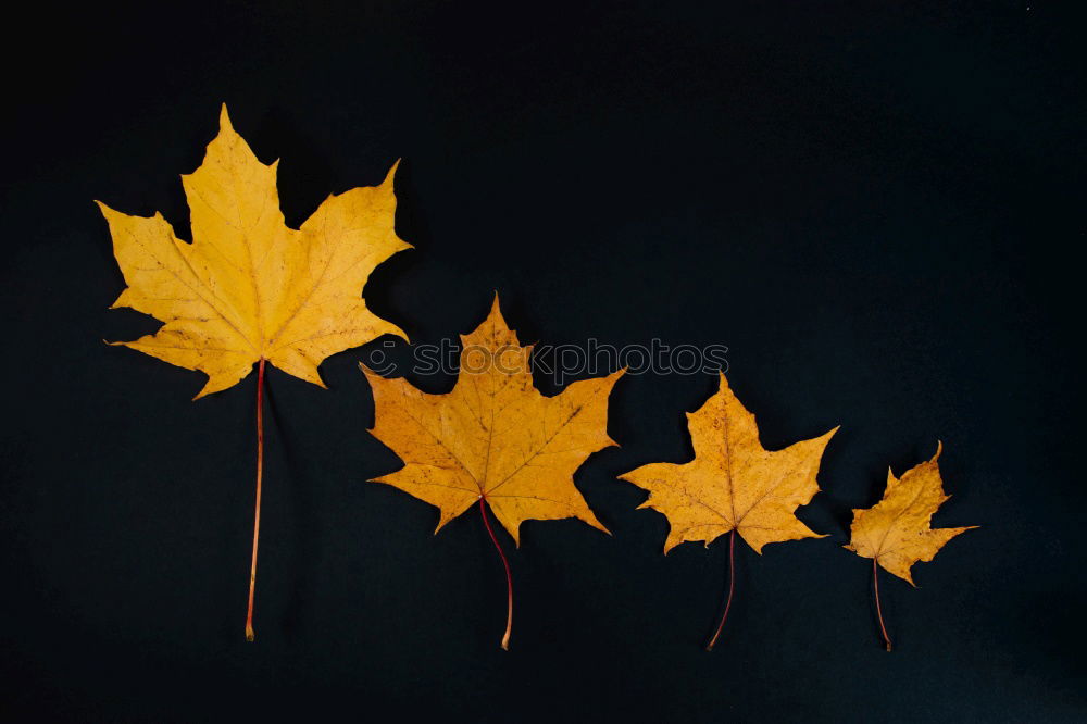 Similar – OAK LEAF WET-DRY Oak leaf