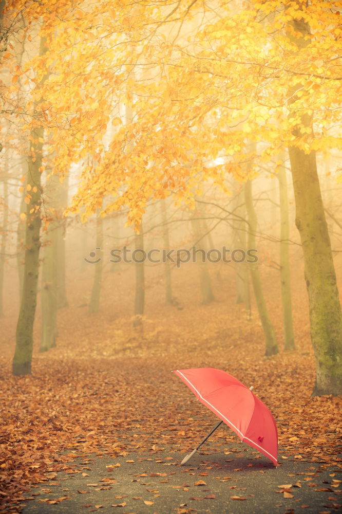 Image, Stock Photo Person walks with colorful umbrella in the forest under autumnal leaves in the rain