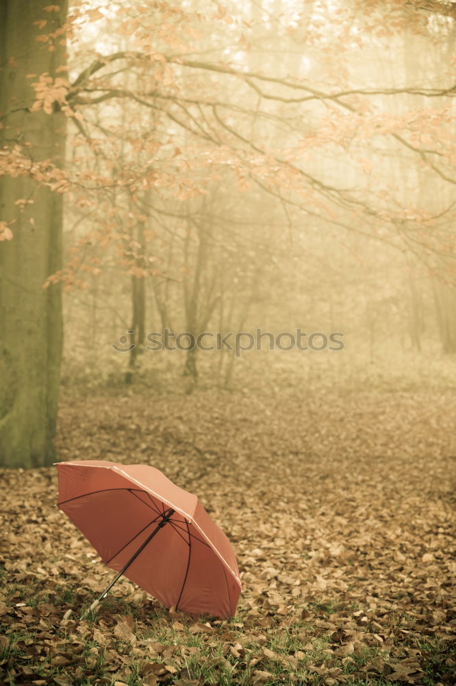 Similar – Image, Stock Photo rain or sun Lifestyle