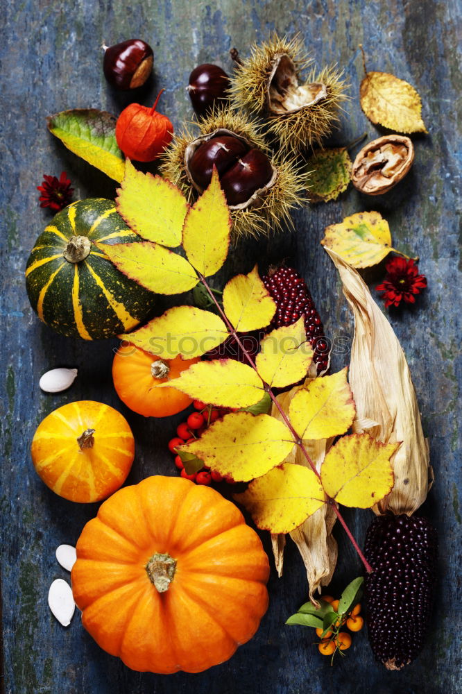 Similar – Image, Stock Photo Autumn flower composition with sunflowers and dahlias.