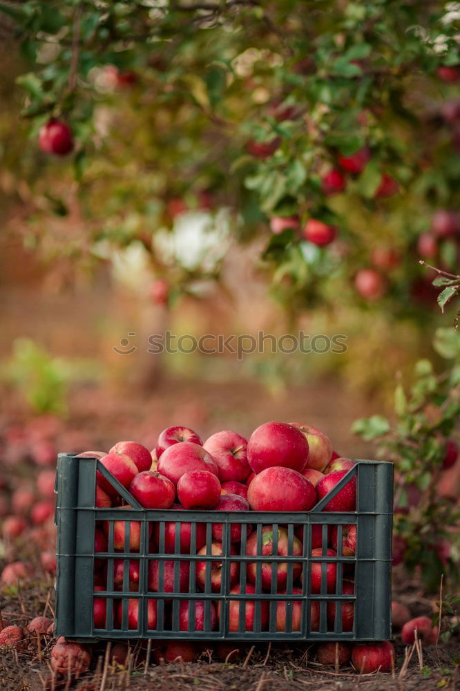 Similar – Image, Stock Photo Apple on tree Apple tree