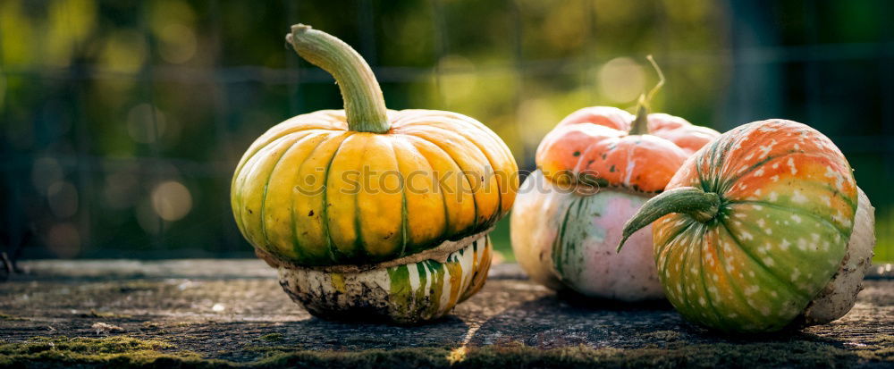 Similar – Foto Bild Kürbis im Grünen Blatt