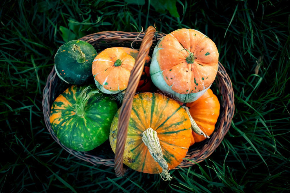 Similar – Image, Stock Photo late harvest Leaf Autumn