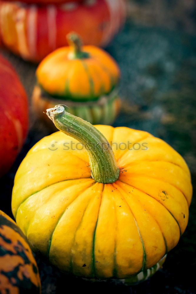 Similar – Pumpkin on herb leaves