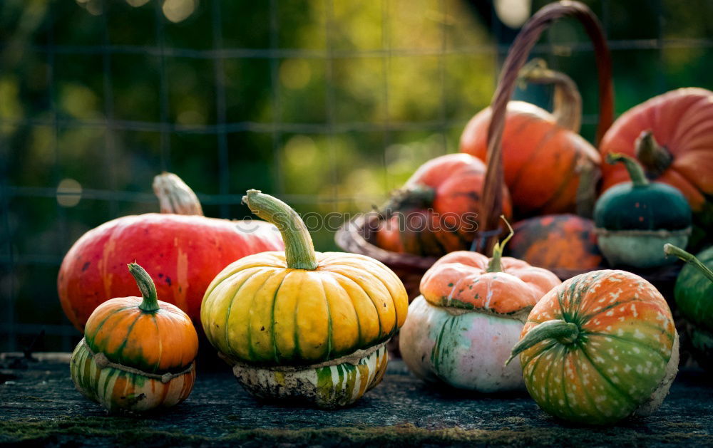 Similar – Image, Stock Photo Fallen fruit in the autumn garden