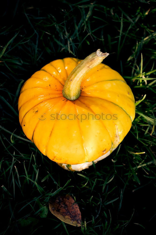 Similar – Foto Bild Kürbis im Grünen Blatt