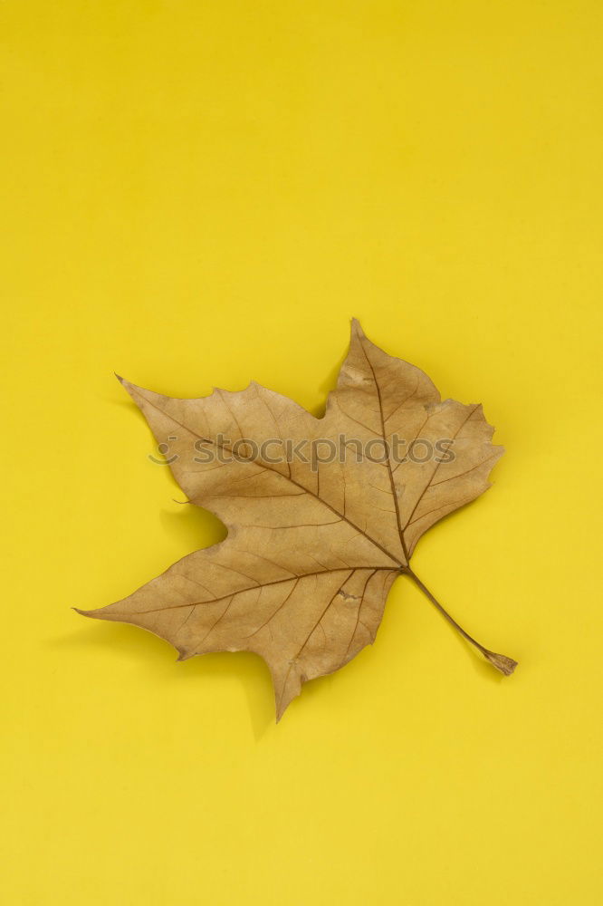 Similar – Image, Stock Photo #A# Designer Autumn Art