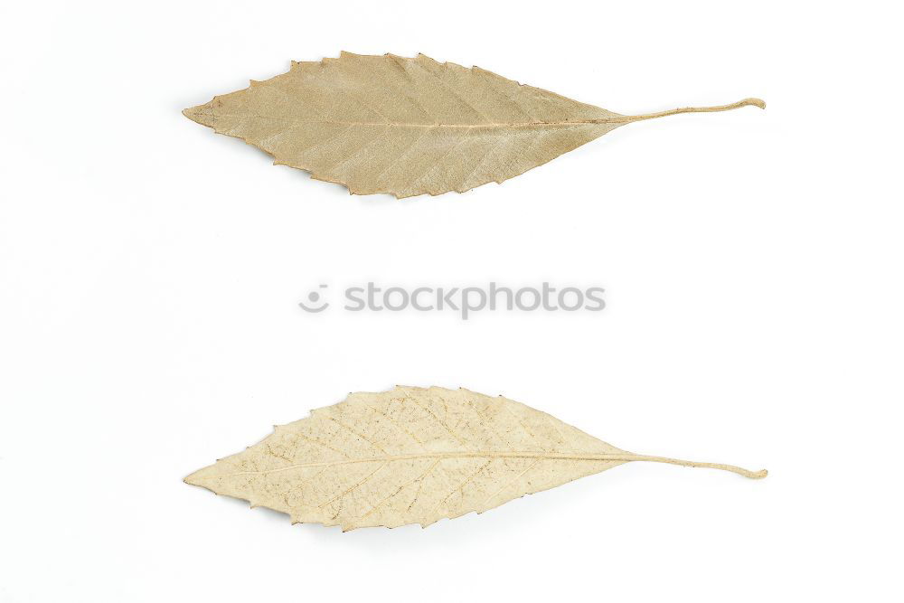 Similar – Image, Stock Photo herbarium Elegant Style