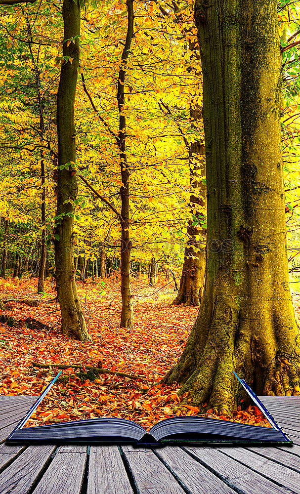 Similar – Image, Stock Photo red bench Tree Leaf Bench