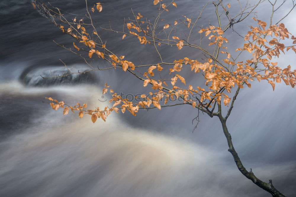 Similar – Image, Stock Photo pox in autumn Nature