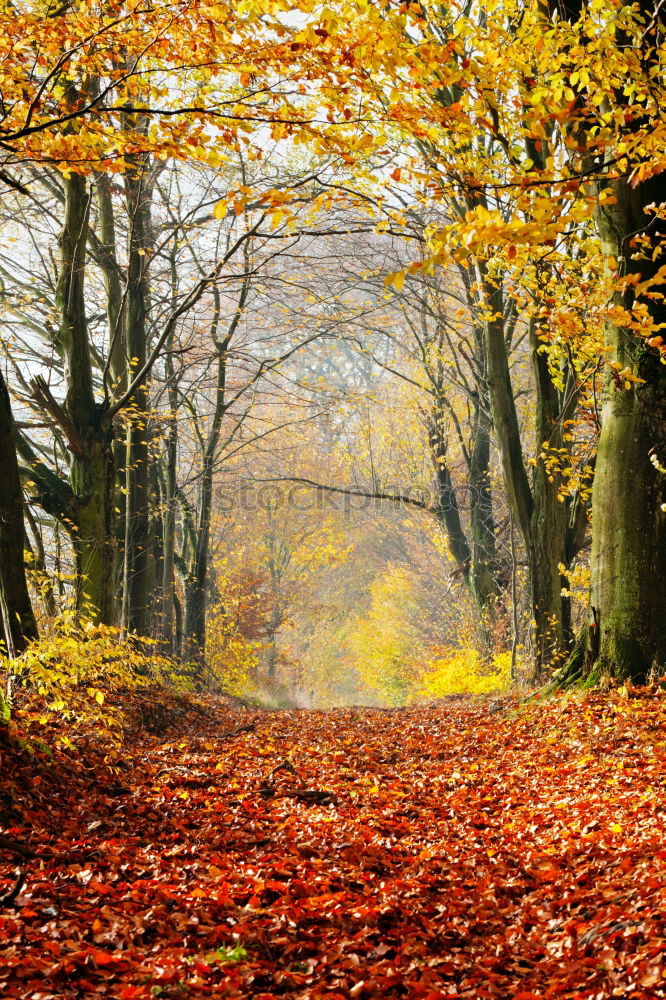 Similar – an autumn gate in the October forest