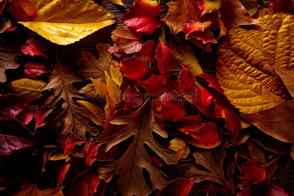 Similar – red october Leaf Red