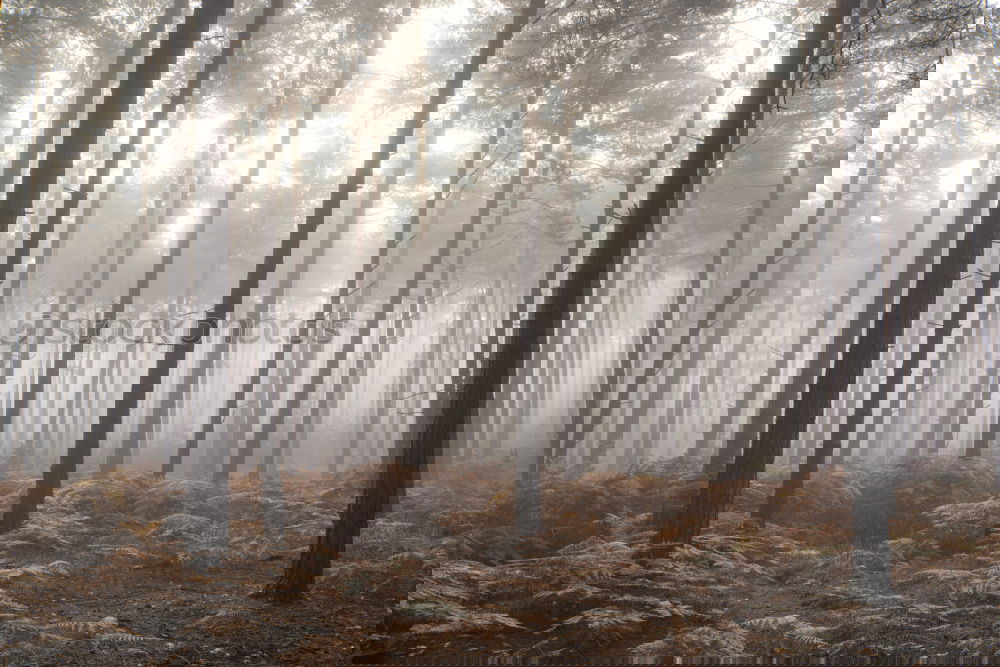Similar – Image, Stock Photo Logs in misty woods Forest