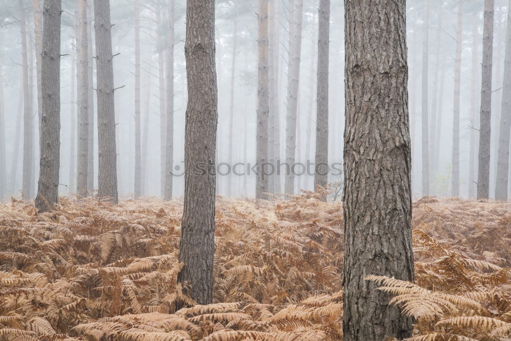 Similar – Holz vor der Hütte Umwelt